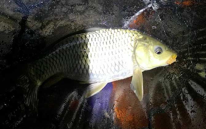 夜钓是什么意思？泛指在夜间钓鱼，盛行于气温高的夏、秋季！