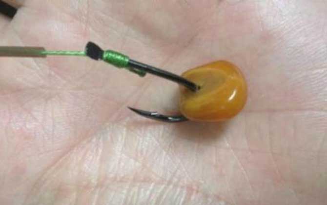 挂玉米钓鲤鱼