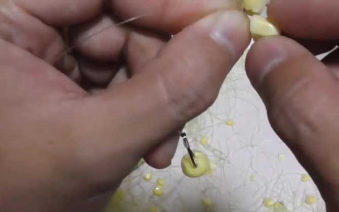 挂玉米钓鲤鱼