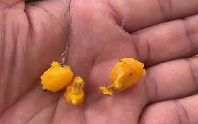 玉米钓鱼
