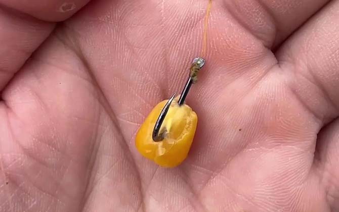 玉米钓鱼