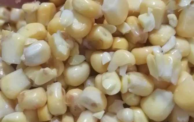 新鲜玉米饵料泡制方法，像这样泡新鲜玉米，大鱼连竿到手软！