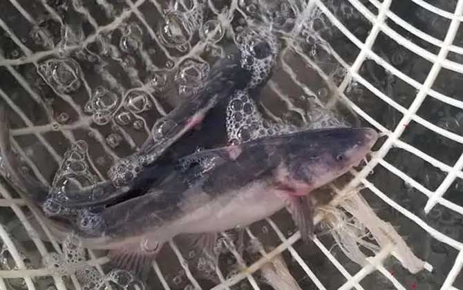 鮰鱼