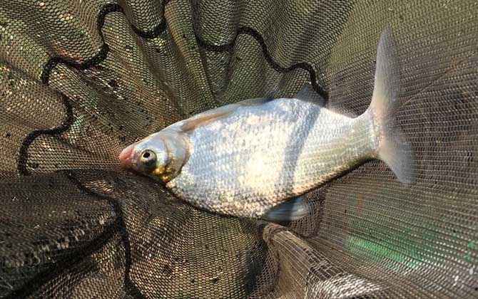 秋季水库钓鱼
