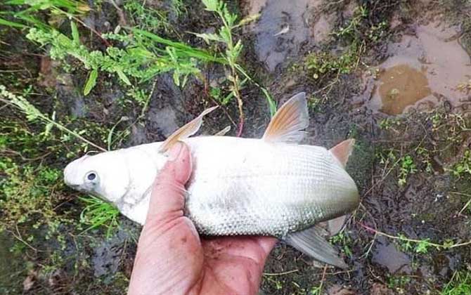 秋季钓鱼