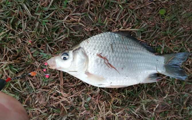 秋季钓鱼