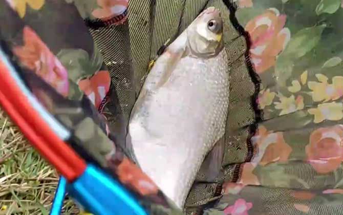 秋季钓鱼