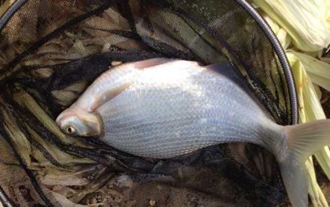 秋季钓鱼
