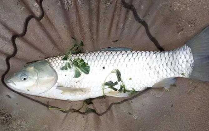 秋季钓鱼