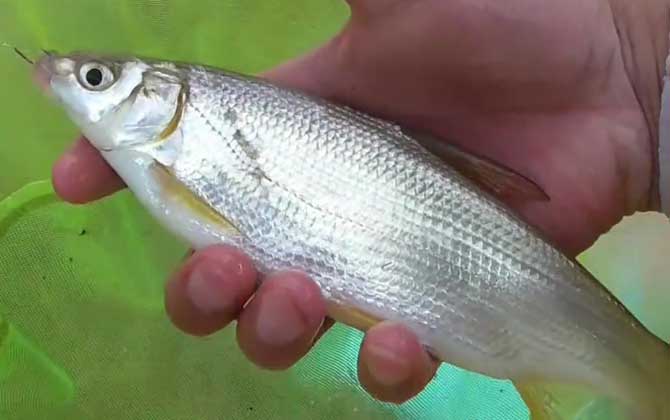 秋天打窝多久可以钓鱼？不想白忙活一场，这些细节你要了解！
