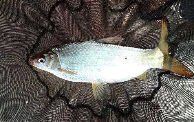秋季钓鱼