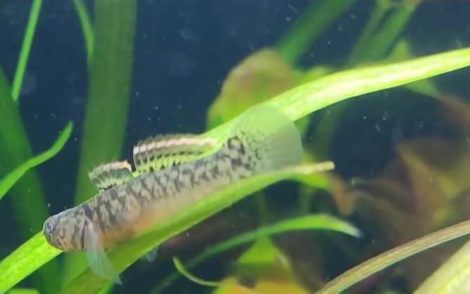 虾虎鱼