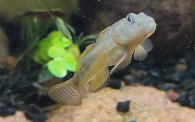 虾虎鱼