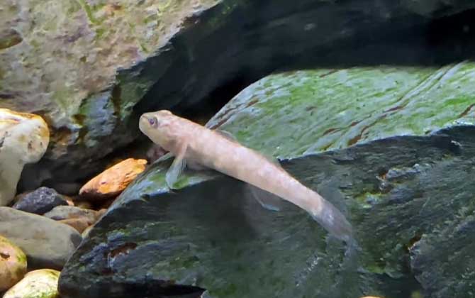 虾虎鱼