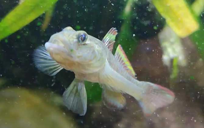 虾虎鱼