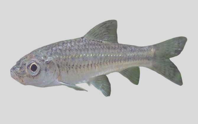 亮银鮈