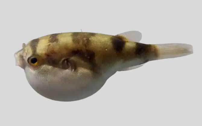 点条方头鲀