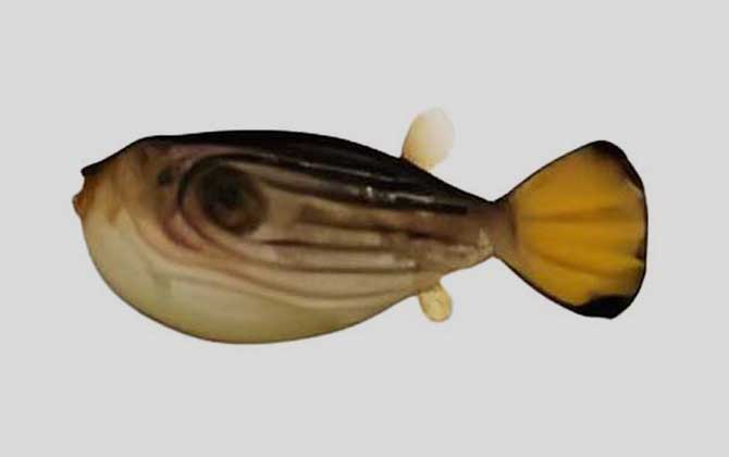 斗鼻鲀