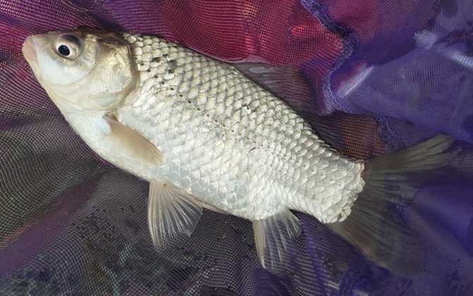 白鲫