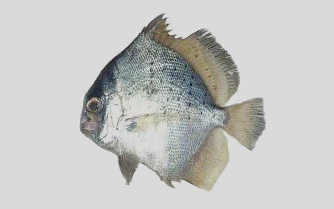 斑点鸡笼鲳