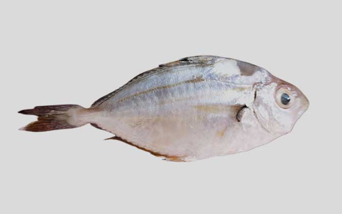 颈带鲾