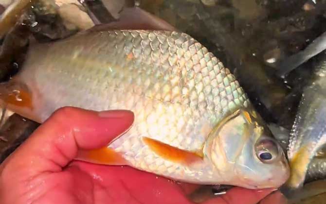 高背鲫