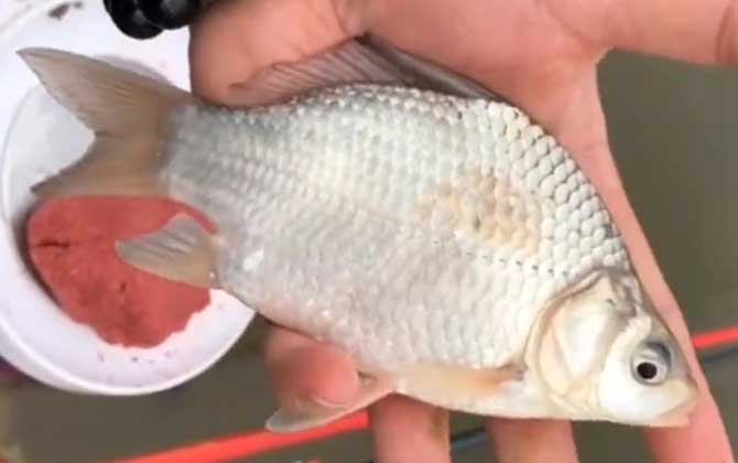 高背鲫