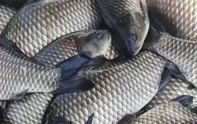 彭泽鲫