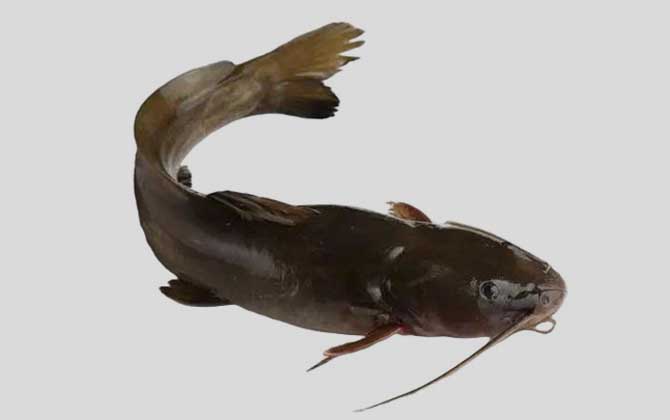 鮠鱼
