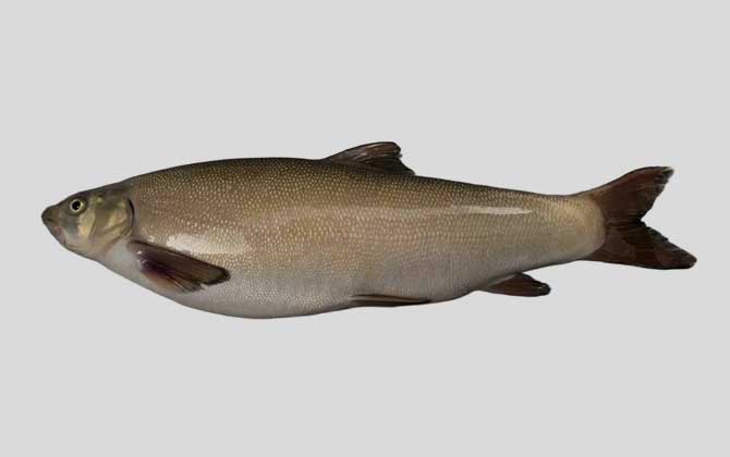 喜马拉雅裸裂尻鱼