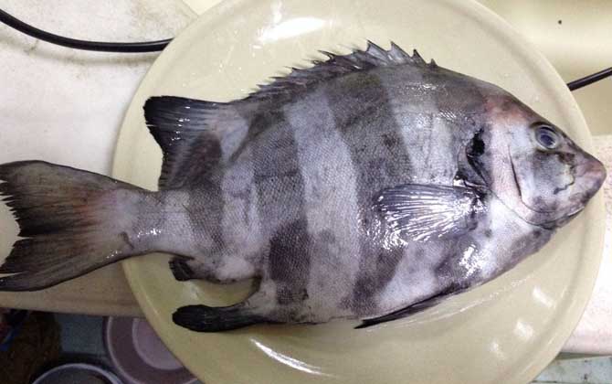 石鲷鱼