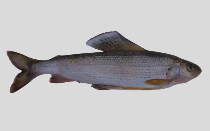 下游黑龙江茴鱼是什么鱼？