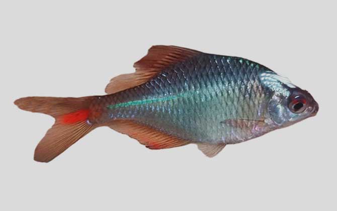刺鳍鳑鲏