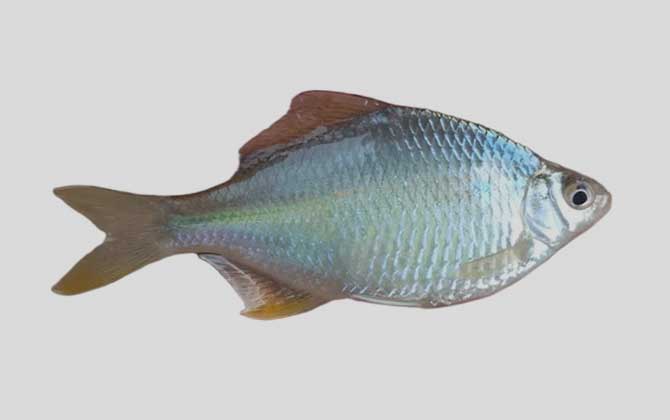 斑条刺鳑鲏