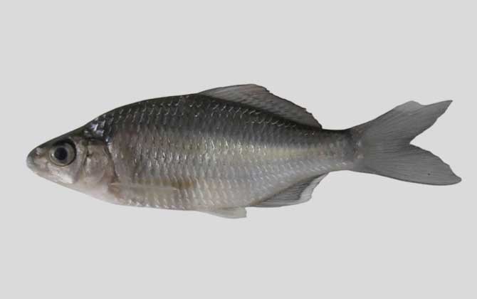 多鳞鱊是什么鱼？
