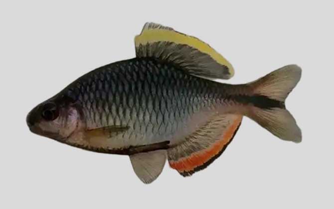 齐氏田中鳑鲏是什么鱼？