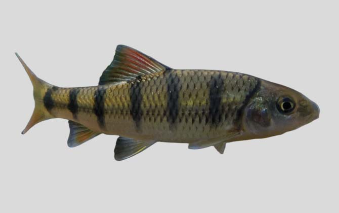 大鳞光唇鱼
