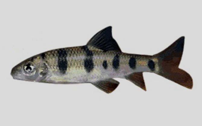 元江虹彩光唇鱼