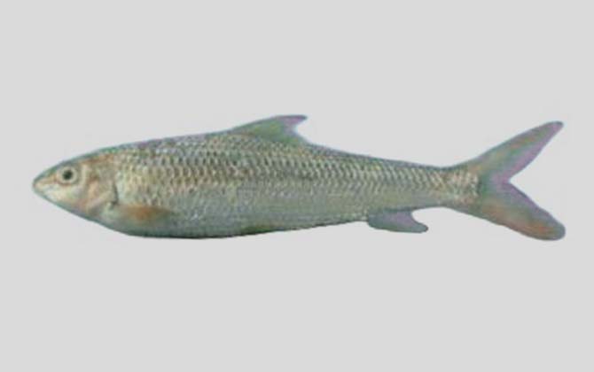 扁嘴弓鱼是什么鱼？