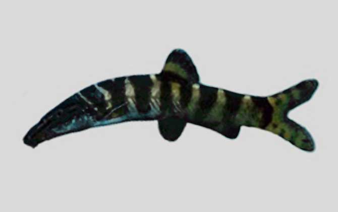 黑线沙鳅是什么鱼？