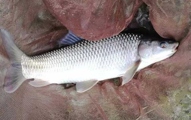 冬季钓鱼最佳时间是什么时候？找准上鱼时间，冬天也能爆护！