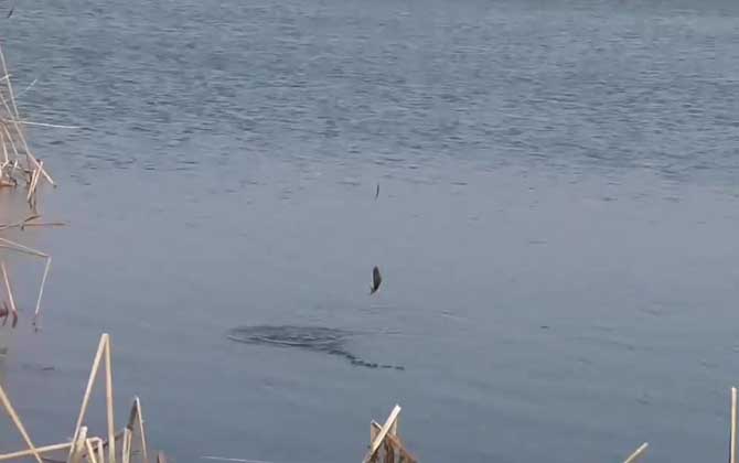 冬季钓鱼怎样找鱼窝？找这几个位置准没错，不打窝都有鱼！