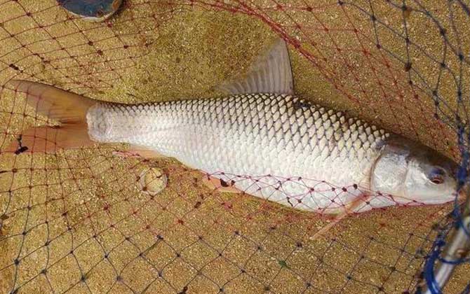 冬季钓鱼用什么味型饵料好？搞明白这个问题，不愁鱼不咬钩！