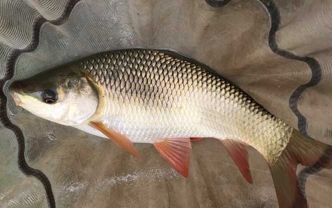 冬季钓鱼什么天气最好钓？这5个条件，缺少一个都不好钓鱼！