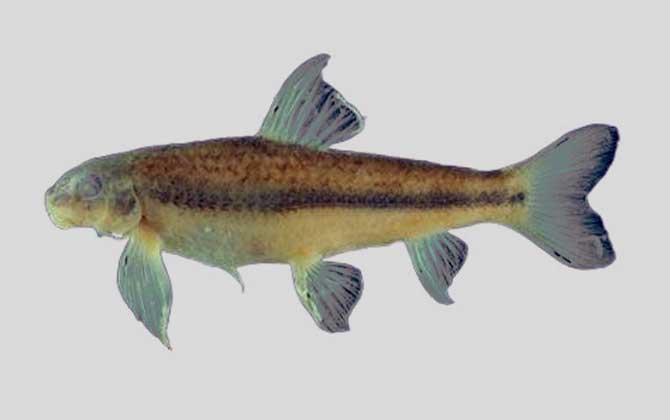 高身小鳔鮈是什么鱼？