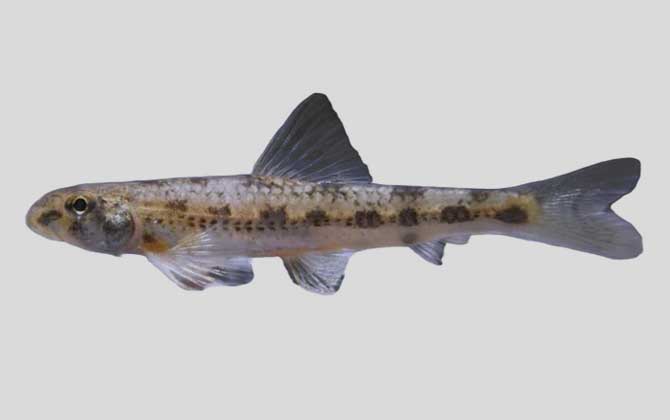 凌河小鳔鮈是什么鱼?