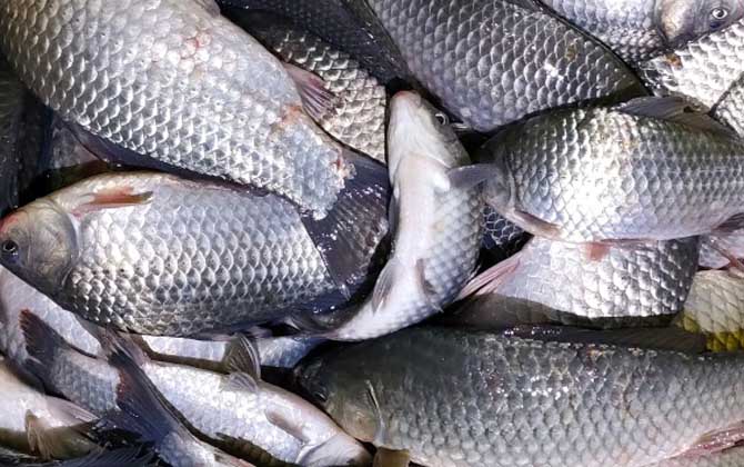 白鲫