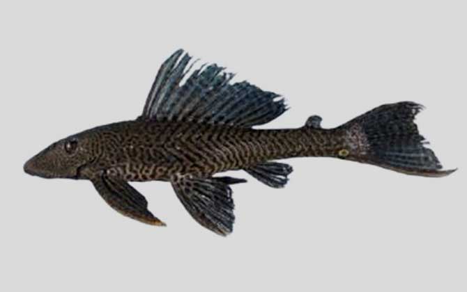 阿根廷突牙甲鲶