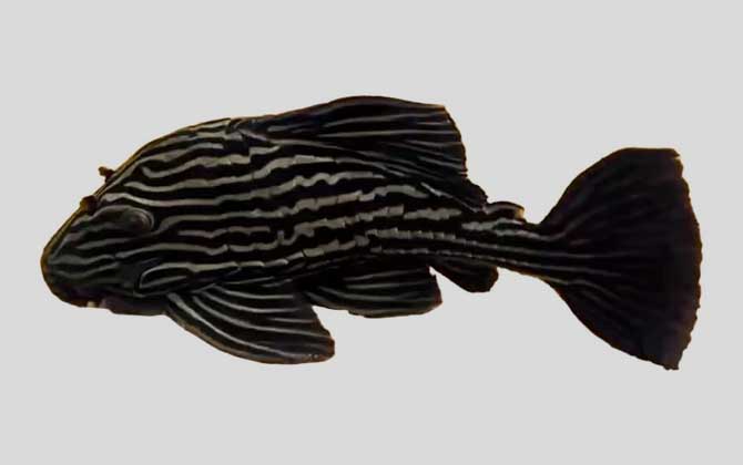 安布拉氏巴拉圭鲶