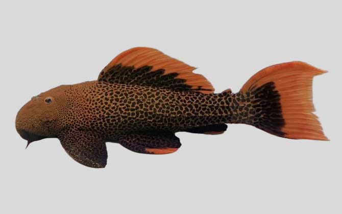 豹纹假棘甲鲶